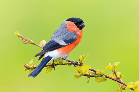 Bullfinch (Pyrrhula pyrrhula), animals, birds, finch family, Varanger Bird Park, Finnmark, Norway