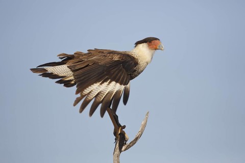 Northern Crested Caracara (Caracara cheriway), Texas, USA