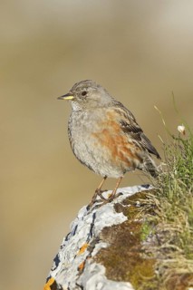Alpine Accentor (Prunella collaris), St. Gallen, Switzerland