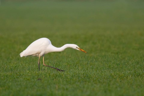Great Egret (Ardea alba) foraging, North Rhine-Westphalia, Germany