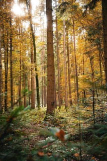 Sunbeams penetrate the canopy of leaves in an autumn forest, Calw, Black Forest, Germany