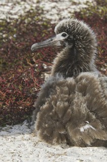 Black-footed Albatross (Phoebastria nigripes), Hawaii, USA