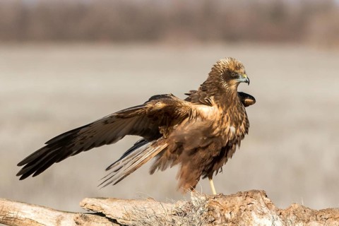 Western Marsh Harrier (Circus aeruginosus) male perched on a stump, Castile-La Mancha, Spain
