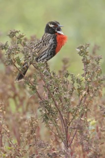 Peruvian Meadowlark (Sturnella bellicosa), Lomas de Lachay Reserve, Peru