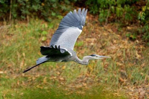 A grey heron flying over a meadow, germany. feather, flight, grey heron, pond, forest, plumage,