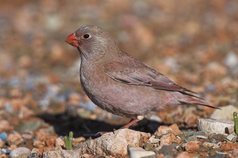 Trumpeter Finch (Bucanetes githagineus)