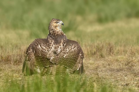 Red-shouldered Hawk (Buteo lineatus), Texas, USA