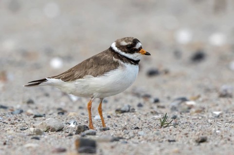Common Ringed Plover (Charadrius hiaticula), Schleswig-Holstein, Germany
