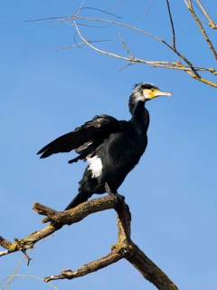 Great Cormorant (Phalacrocorax carbo), perched on a tree branch, in breeding plumage, flapping its