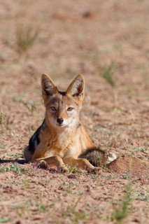 Black-backed jackal (Lupulella mesomelas), adult animal, lying in the grassland, looking at camera,