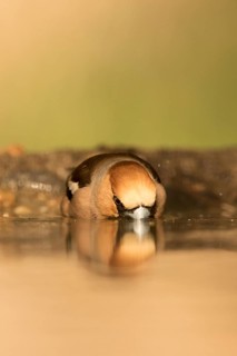 Hawfinch (Coccothraustes coccothraustes) male drinking, Serbia