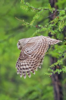 Ural Owl (Strix uralensis yenisseensis) flying, Lake Khuvsgul, Mongolia