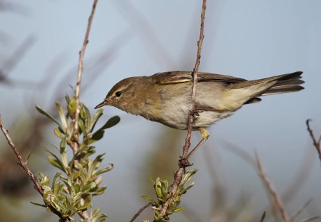 Willow Warbler (Phylloscopus trochilus), Schleswig-Holstein, Germany