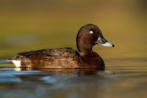 Hardhead (Aythya australis) male, Victoria, Australia
