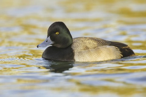 Lesser Scaup (Aythya affinis) male, Arizona, USA
