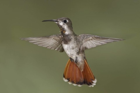 Ruby-topaz Hummingbird (Chrysolampis mosquitus), Trinidad and Tobago