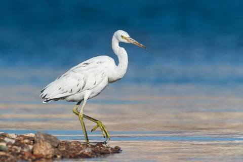 Western Reef Heron (Egretta gularis), Eilat, Israel