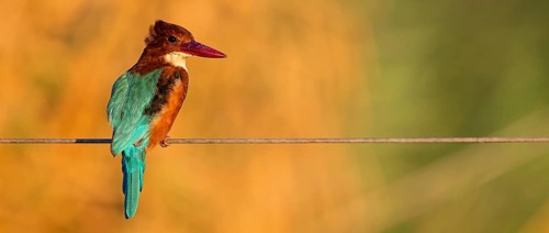 Brown kingfisher, (Halcyon smyrnensis), kingfisher, animals, birds, kingfisher family, Lahavot