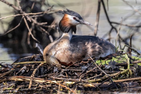 Great Crested Grebe (Podiceps Scalloped ribbonfish) at the nest, Emsland, Lower Saxony, Germany
