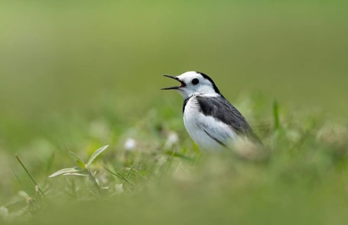 White Wagtail (Motacilla alba) standing in a lush green field, sreepur, Gazipur, bangladesh