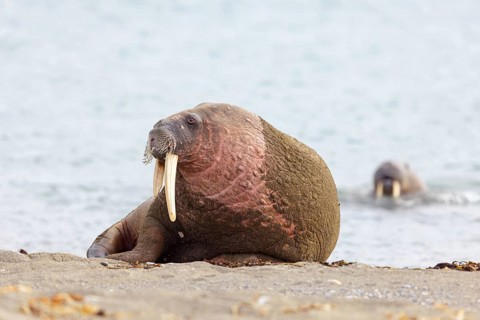 Walrus, (Odobenus rosmarus), (Trichechus rosmarus), animals, mammals, Spitsbergen, Longyearbyen,