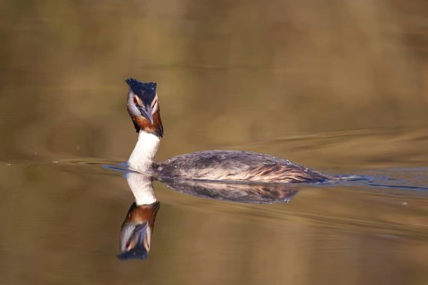 Great crested grebe (Podiceps cristatus) adult bird on a lake, England, United Kingdom