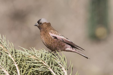 Grey-crowned Rosy Finch (Leucosticte tephrocotis), California, USA