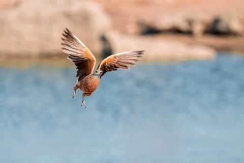 Burchell's sandgrouse (Pterocles burchelli) in flight, Savuti, Chobe Nationalpark, Botswana