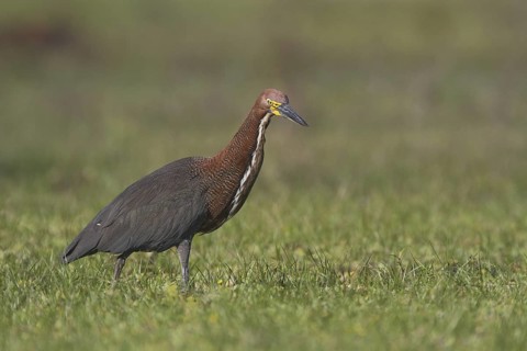 A Rufescent Tiger Heron hunting in front of Estancia Rincon del Socorro in Argentina