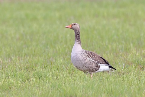 Grey goose (Anser anser) on a moor, Dümmer, Lake Dümmer, Ochsenmoor, Hüde, Lower Saxony, Germany