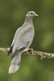 Band-tailed Pigeon (Patagioenas fasciata), British Columbia, Canada