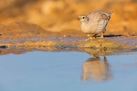 Arabian desert partridge, (Ammoperdix heyi), Arabian desert partridge, eastern sand grouse,