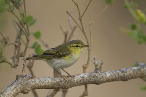 Wood Warbler (Phylloscopus sibilatrix), Oman