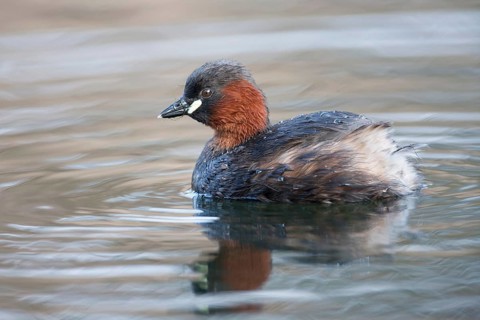 Little grebe or Dabchick (Tachybaptus ruficollis) adult bird on a lake, England, United Kingdom