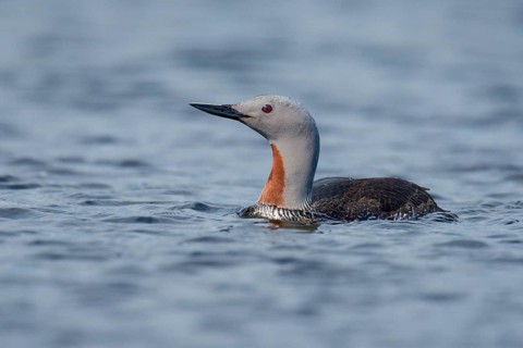 Red-throated Loon (Gavia stellata), Iceland