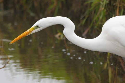 Great Egret (Ardea alba), Netherlands