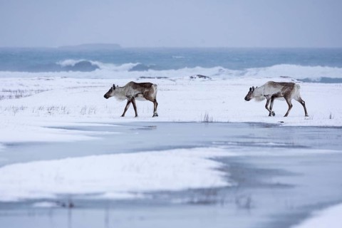 Reindeer (Rangifer), Mammals (Mammalia), Snow, Meadow, Winter, Sea, Waves, Iceland, Scandinavia