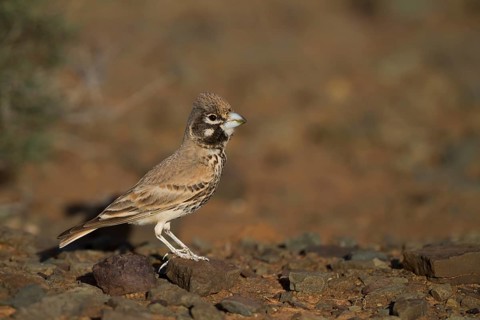 Thick-billed Lark - Knackerlerche - Rhamphocory clotbey, Morocco, male