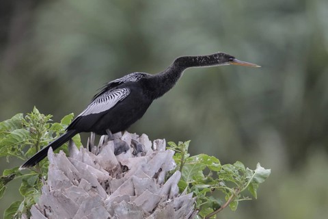 Anhinga (Anhinga anhinga), Florida, USA
