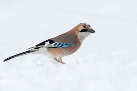 Eurasian jay (garrulus glandarius) in the snow, Neuhaus, Lower Saxony, Germany