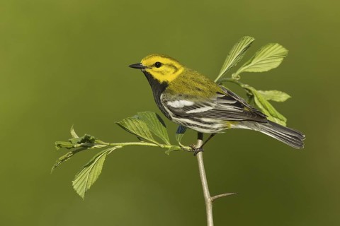 Black-throated Green Warbler (Setophaga virens) male, New York, USA