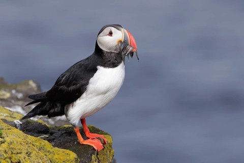 Atlantic Puffin (Fratercula arctica), Iceland