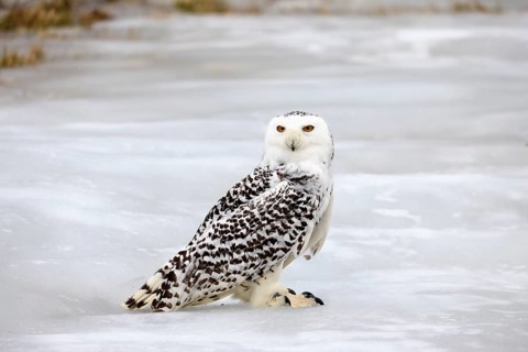 Snowy owl (Nyctea scandiaca), snowy owl, adult, alert, in snow, foraging, in winter, Bohemian