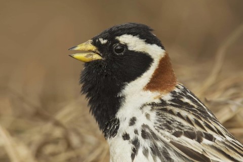 Lapland Longspur (Calcarius lapponicus) male, Alaska, USA