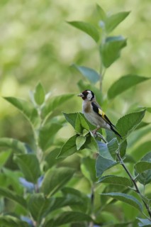 European Goldfinch (Carduelis carduelis), Catalonia, Spain