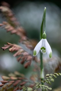 Snowdrop (Galanthus nivalis) and lady fern (Adiantum venustum), Emsland, Lower Saxony, Germany