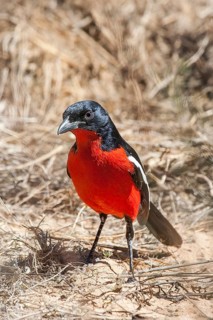 Red-bellied Shrike, Bush Shrike, (Lanarius atrococcineus), South Africa, Kalahari Gemsbok Park,