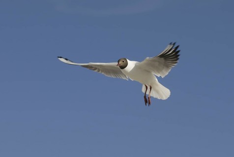 Black-headed Gull (Chroicocephalus ridibundus) flying, Mecklenburg-Western Pomerania, Germany
