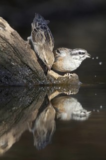 Rock Bunting (Emberiza cia), Castile-La Mancha, Spain