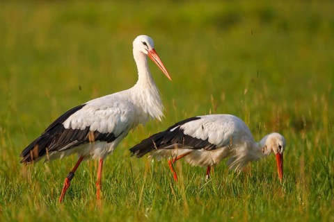 White Stork (Ciconia ciconia) foraging, North Rhine-Westphalia, Germany